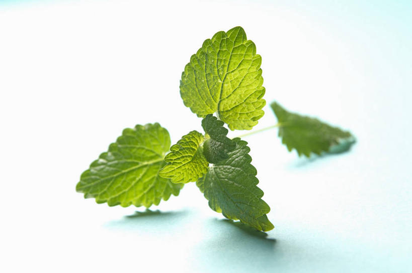 无人,横图,俯视,室内,特写,白天,白色背景,植物,餐桌,桌子,叶子,阴影,反射,影子,绿叶,草药,药草,中药,嫩叶,摄影,影棚,餐台,药材,中草药,蜜蜂花,中药材,本草,鼻血草,叶,叶片,彩图,高角度拍摄,影棚拍摄,拍摄