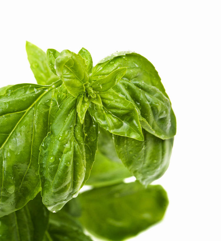 无人,竖图,俯视,室内,特写,白天,白色背景,植物,叶子,阴影,反射,影子,香料,绿叶,草药,中药,香草,嫩叶,摄影,影棚,罗勒,紫苏,药材,中草药,九层塔,圣约瑟夫草,甜罗勒,兰香,中药材,本草,叶,叶片,彩图,高角度拍摄,影棚拍摄,拍摄