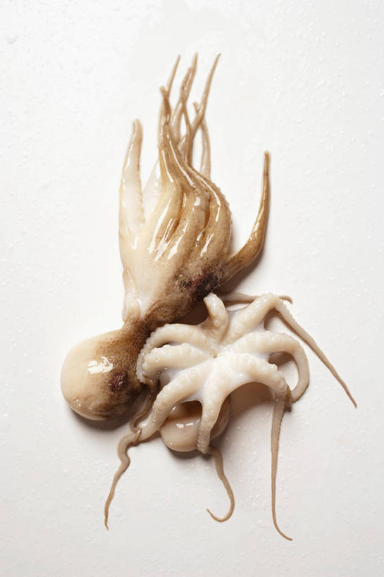 无人,竖图,俯视,室内,特写,白天,白色背景,餐桌,桌子,章鱼,阴影,反射,影子,两只,摄影,影棚,餐台,石吸,死牛,望潮,坐蛸,石居,八爪鱼,彩图,高角度拍摄,全身,影棚拍摄,拍摄