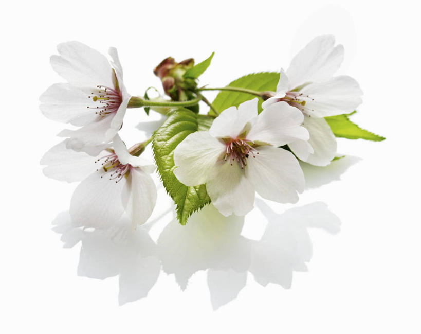 无人,横图,俯视,室内,特写,白天,白色背景,幸福,纯洁,樱花,叶子,阴影,盛开,反射,影子,绿叶,花蕾,花,花瓣,花朵,鲜花,花苞,花蕊,嫩叶,摄影,影棚,等待,生命,仙樱花,福岛樱,青肤樱,高尚,热烈,叶,叶片,荆桃,彩图,高角度拍摄,影棚拍摄,拍摄