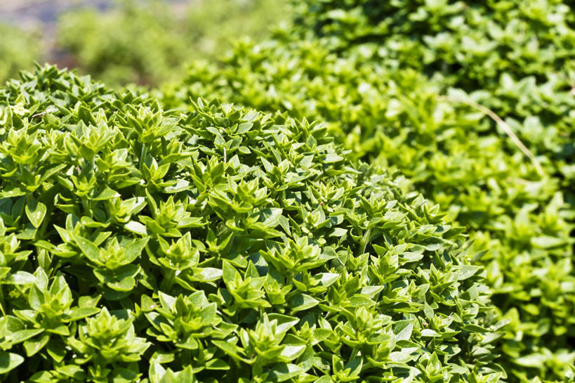 无人,横图,俯视,室内,特写,白天,植物,叶子,阴影,朦胧,模糊,反射,影子,香料,绿叶,草药,中药,香草,嫩叶,摄影,影棚,罗勒,紫苏,药材,中草药,九层塔,圣约瑟夫草,甜罗勒,兰香,中药材,本草,叶,叶片,彩图,高角度拍摄,影棚拍摄,拍摄