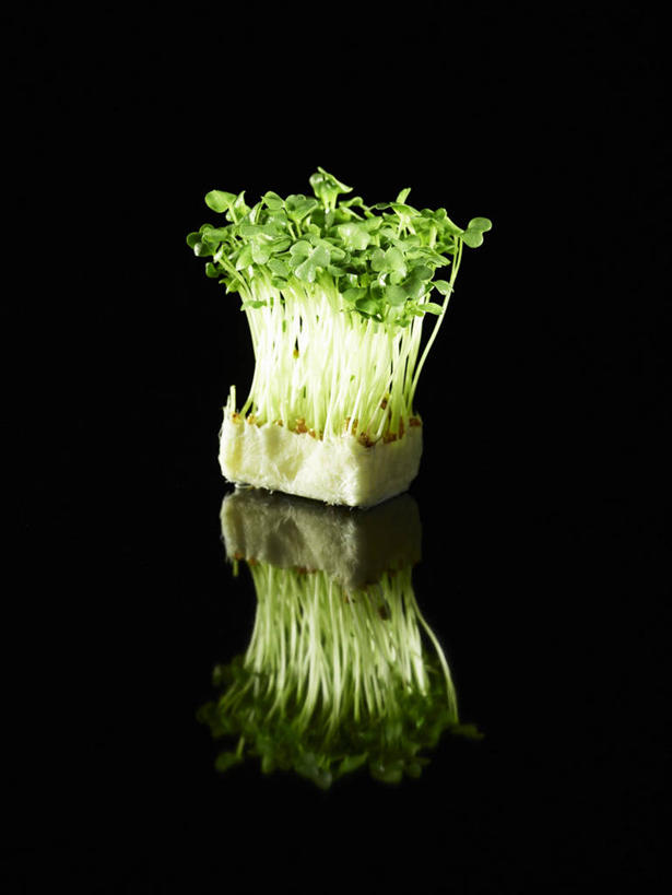 无人,竖图,俯视,室内,特写,白天,桌面,桌子,芹菜,蔬菜,阴影,黑色背景,新鲜,反射,木制,影子,食品,食物,木制品,摄影,有机食品,绿色食品,影棚,根芹菜,根洋芹,球根塘蒿,药芹,水芹,旱芹,彩图,高角度拍摄,影棚拍摄,拍摄