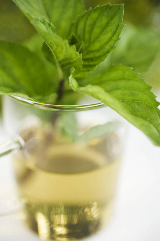 无人,竖图,俯视,室内,特写,白天,白色背景,幸福,餐桌,茶,桌子,杯子,阴影,朦胧,模糊,反射,影子,茶叶,薄荷,银丹草,饮品,一杯,娱乐,玻璃制品,一个,水杯,花茶,享受,休闲,温馨,放松,乐趣,保健,养生,摄影,影棚,单个,餐台,花草茶,舒适,香花茶,香片,熏花茶,斑叶凤梨薄荷,苹果薄荷,夜息香,玻璃杯,彩图,高角度拍摄,影棚拍摄,拍摄