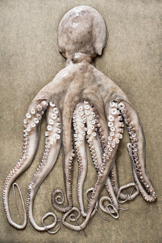 无人,竖图,俯视,室内,特写,白天,餐桌,桌子,章鱼,阴影,反射,影子,一个,摄影,影棚,单个,餐台,石吸,死牛,望潮,坐蛸,石居,八爪鱼,彩图,高角度拍摄,影棚拍摄,拍摄