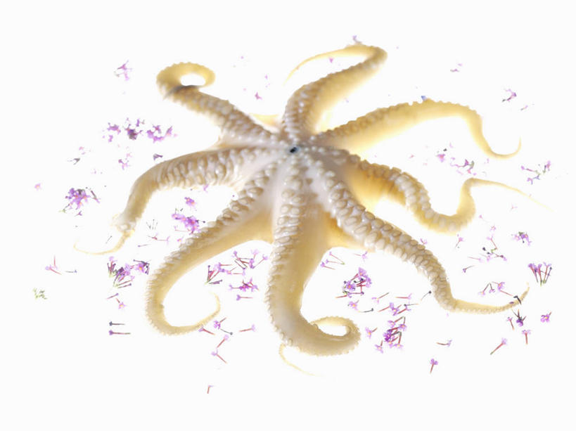 无人,横图,俯视,室内,特写,白天,白色背景,章鱼,展开,张开,阴影,反射,纹路,纹理,影子,一只,摄影,影棚,石吸,死牛,望潮,坐蛸,肌理,石居,八爪鱼,彩图,高角度拍摄,全身,影棚拍摄,拍摄