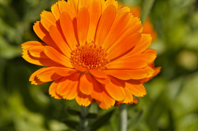 无人,横图,俯视,室外,特写,白天,叶子,阴影,朦胧,模糊,盛开,光线,影子,绿叶,万寿菊,花蕾,花,花瓣,花朵,鲜花,一朵,阳光,花苞,花蕊,健康,橙色,嫩叶,长寿,臭芙蓉,蜂窝菊,友情,叶,叶片,彩图,高角度拍摄