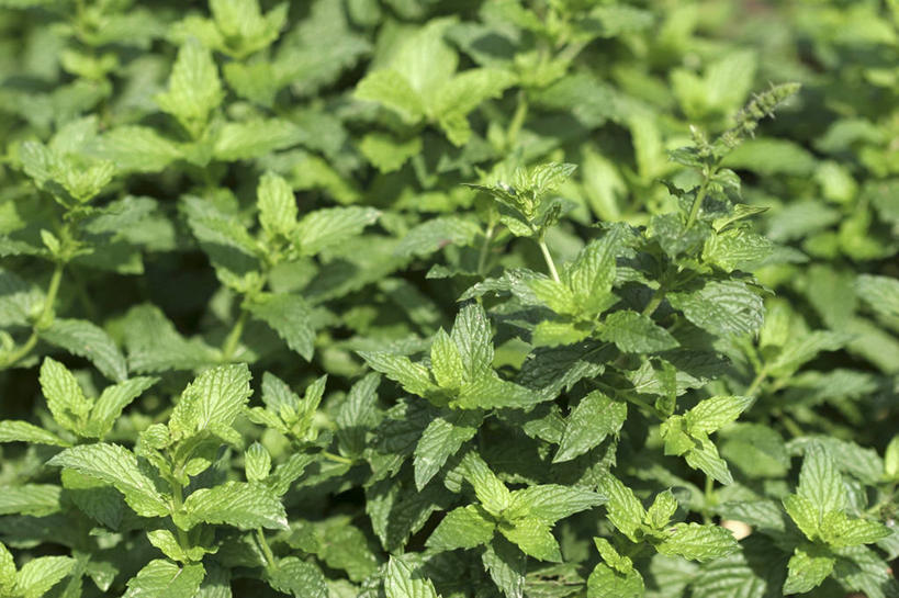 无人,横图,俯视,室外,特写,白天,叶子,阴影,朦胧,模糊,光线,影子,薄荷,绿叶,银丹草,阳光,嫩叶,斑叶凤梨薄荷,夜息香,胡椒薄荷,叶,叶片,彩图,高角度拍摄