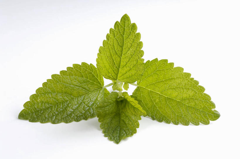 无人,横图,俯视,室内,特写,白天,白色背景,植物,桌面,桌子,叶子,阴影,反射,木制,纹理,影子,绿叶,草药,药草,中药,绿色,木制品,嫩叶,摄影,影棚,药材,中草药,蜜蜂花,中药材,本草,肌理,鼻血草,叶,叶片,叶脉,彩图,高角度拍摄,影棚拍摄,拍摄