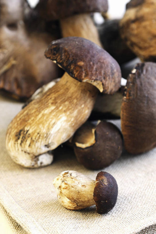 无人,竖图,俯视,室内,特写,白天,桌面,桌子,蔬菜,一堆,许多,阴影,堆叠,堆积,新鲜,反射,木制,影子,菌菇,蘑菇,食品,棕色,菌类,中药,食物,木制品,食用菌,有机食品,绿色食品,堆,药材,牛肝菌,中药材,美味牛肝菌,大脚菇,彩图,高角度拍摄