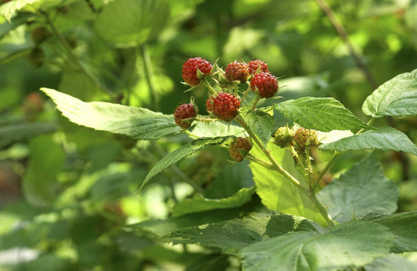 无人,农田,横图,室外,特写,白天,正面,庄稼,农作物,美景,浆果,水果,叶子,阴影,朦胧,模糊,新鲜,光线,影子,景观,桑葚,生食,食品,果实,绿叶,食物,红色,阳光,自然,覆盆子,嫩叶,景色,有机食品,绿色食品,自然风光,叶,叶片,彩图,耕地,庄稼田