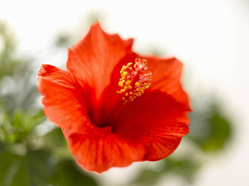 无人,横图,俯视,室外,特写,白天,美景,叶子,朦胧,模糊,盛开,景观,绿叶,木槿,木槿花,美丽,花蕾,花,花瓣,花朵,鲜花,一朵,红色,自然,花苞,花蕊,嫩叶,景色,坚韧,自然风光,永恒,质朴,无穷花,叶,叶片,彩图,高角度拍摄