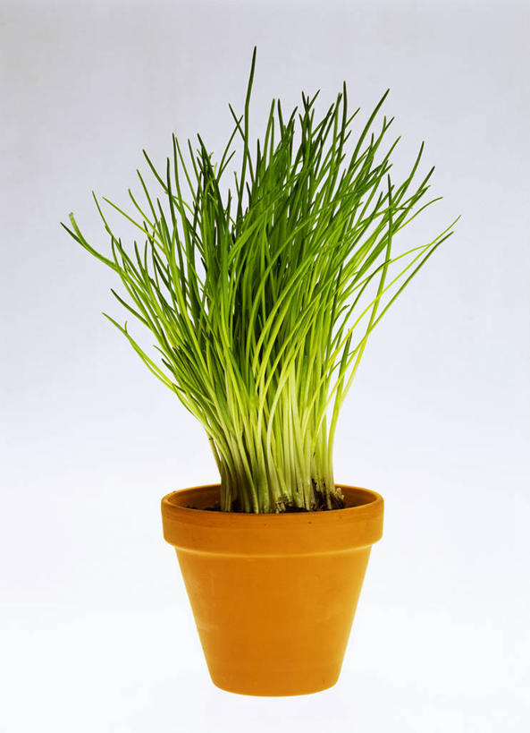 无人,竖图,俯视,室内,特写,白天,植物,蔬菜,阴影,灰色背景,新鲜,反射,盆栽,影子,葱,食品,草药,药草,盆景,中药,食物,一个,绿色,自然,摄影,有机食品,绿色食品,影棚,生长,单个,成长,细香葱,香葱,药材,中草药,中药材,本草,彩图,高角度拍摄,影棚拍摄,拍摄