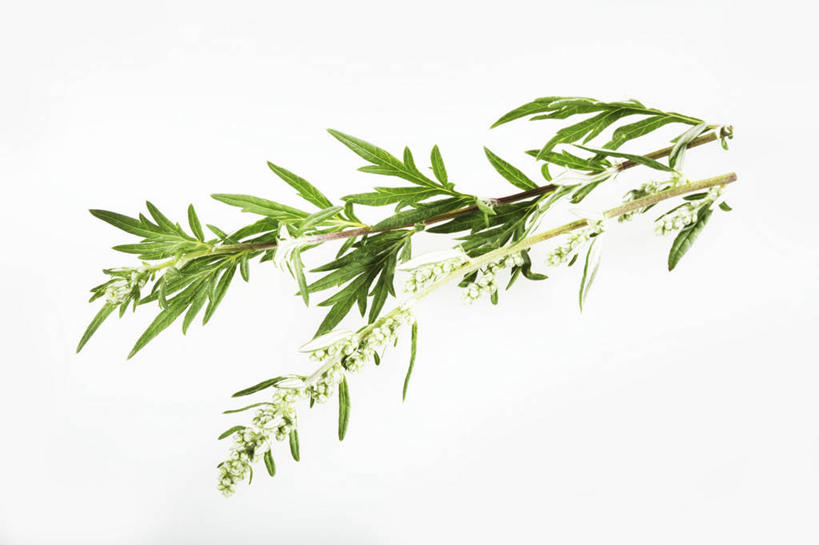 无人,横图,俯视,室内,特写,白天,白色背景,植物,桌面,桌子,叶子,阴影,反射,木制,影子,黄草,绿叶,草药,药草,中药,木制品,嫩叶,摄影,影棚,艾草,药材,中草药,中药材,本草,艾蒿,艾绒,遏草,灸草,香艾,医草,叶,叶片,彩图,高角度拍摄,影棚拍摄,拍摄