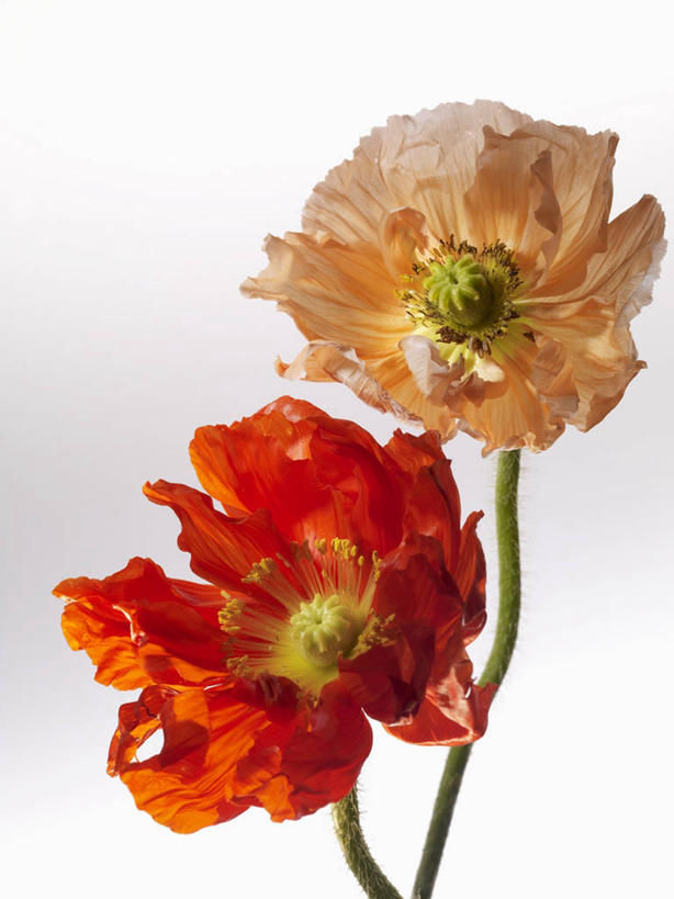 无人,竖图,俯视,室内,特写,白天,植物,罂粟,盛开,草药,花蕾,中药,花,花瓣,花朵,鲜花,两朵,花苞,花蕊,摄影,影棚,毒品,药材,中草药,中药材,本草,止痛,镇静,安眠,罂粟花,彩图,高角度拍摄,影棚拍摄,拍摄