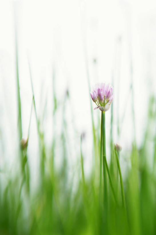 无人,农田,竖图,室外,特写,白天,正面,庄稼,农作物,美景,植物,蔬菜,朦胧,模糊,新鲜,盛开,景观,葱,食品,草药,药草,花蕾,中药,花,花瓣,花朵,鲜花,食物,绿色,自然,花苞,花蕊,景色,有机食品,绿色食品,生长,成长,细香葱,香葱,自然风光,药材,中草药,中药材,本草,彩图,耕地,庄稼田