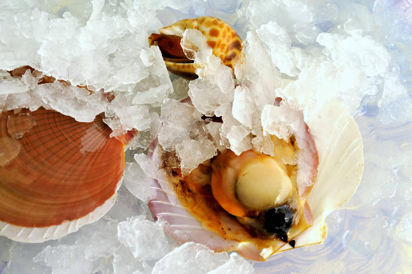 海鲜,无人,横图,俯视,室内,特写,白天,餐桌,桌子,一堆,许多,阴影,堆叠,堆积,反射,影子,冰,冰块,扇贝,冷冻,水产,海洋生物,寒冷,冷藏,餐台,堆,海扇,冰冷,水生动物,海产品,水生物,海底动物,保鲜,彩图,高角度拍摄