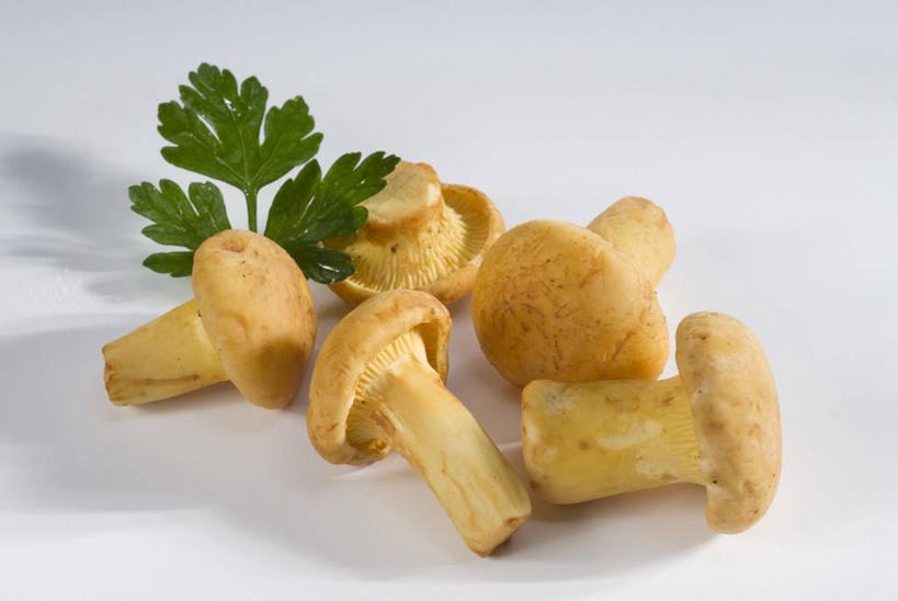 无人,横图,俯视,室内,特写,白天,白色背景,蔬菜,叶子,五个,许多,阴影,新鲜,反射,影子,菌菇,食品,绿叶,菌类,食物,黄色,嫩叶,食用菌,摄影,有机食品,绿色食品,影棚,鸡油菌,杏黄菌,杏菌,叶,叶片,彩图,高角度拍摄,影棚拍摄,拍摄