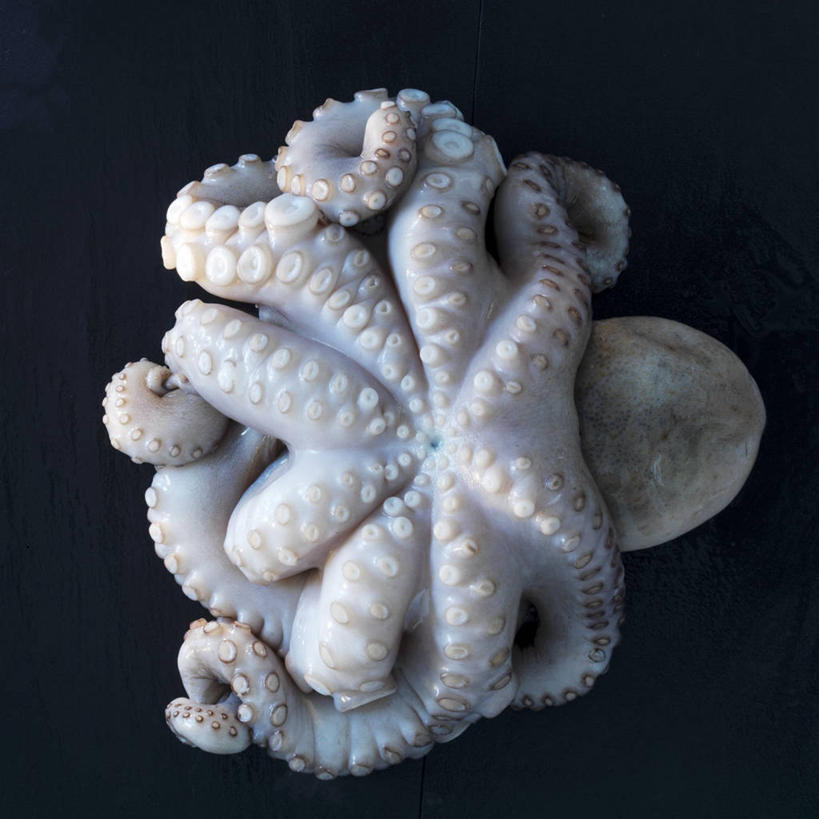 海鲜,无人,方图,俯视,室内,特写,白天,餐桌,桌子,章鱼,阴影,黑色背景,反射,影子,水产,海洋生物,一个,摄影,影棚,单个,餐台,石吸,死牛,望潮,坐蛸,水生动物,海产品,水生物,海底动物,石居,八爪鱼,彩图,高角度拍摄,影棚拍摄,拍摄