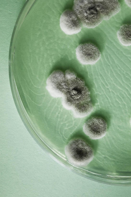 无人,竖图,俯视,室内,特写,白天,桌面,桌子,餐具,绿色背景,阴影,反射,木制,碟子,盘,影子,菌菇,蘑菇,菌类,盘子,木制品,碟,摄影,影棚,霉菌,彩图,高角度拍摄,影棚拍摄,拍摄