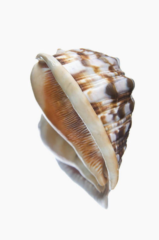 无人,竖图,俯视,室内,特写,白天,白色背景,桌面,桌子,贝壳,阴影,反射,木制,影子,一个,木制品,摄影,影棚,单个,贝类外壳,海螺壳,软体动物外壳,彩图,高角度拍摄,影棚拍摄,拍摄