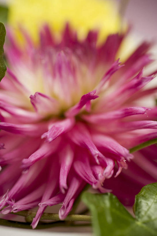 无人,竖图,俯视,室内,特写,白天,朦胧,模糊,盛开,大丽花,花蕾,花,花瓣,花朵,鲜花,红色,花苞,花蕊,菊花,大理花,大丽菊,富丽,大方,彩图,高角度拍摄