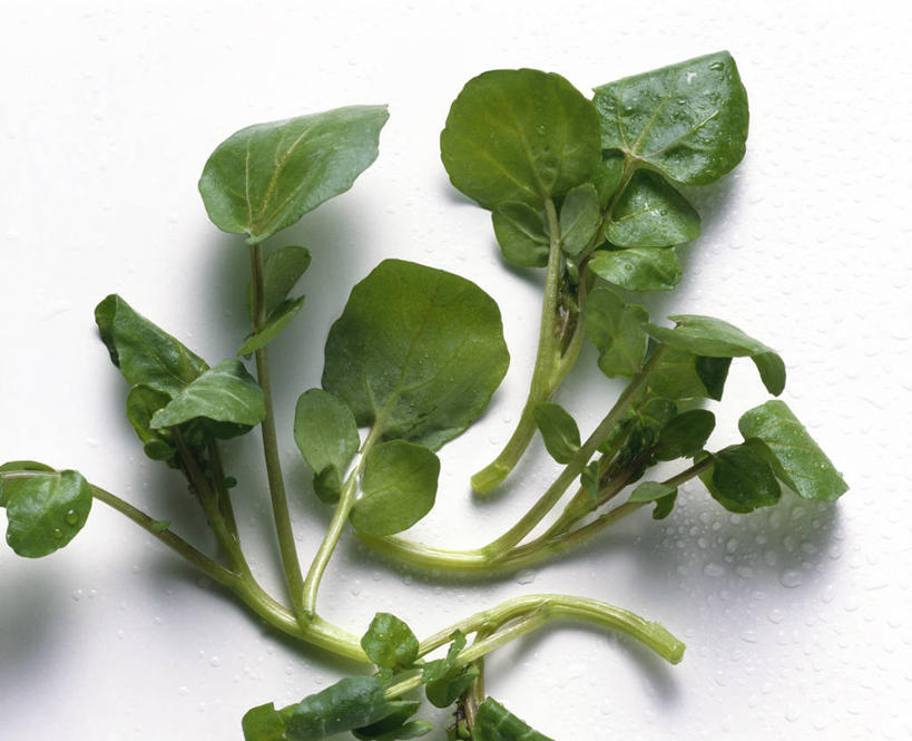 无人,横图,俯视,室内,特写,白天,白色背景,餐桌,桌子,蔬菜,叶子,阴影,朦胧,模糊,新鲜,反射,影子,食品,绿叶,食物,绿色,嫩叶,摄影,有机食品,绿色食品,影棚,餐台,豆瓣菜,水蔊菜,水田芥菜,水茼蒿,西洋菜,叶,叶片,彩图,高角度拍摄,影棚拍摄,拍摄