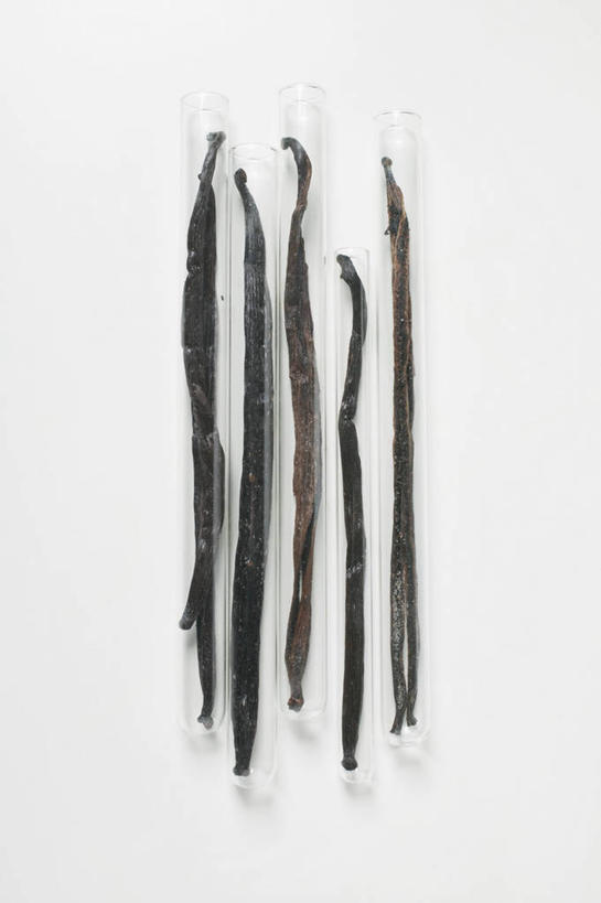 无人,竖图,俯视,室内,特写,白天,白色背景,植物,餐桌,桌子,一排,阴影,整齐,反射,影子,草药,药草,中药,排列,黑色,清热,摄影,影棚,餐台,队列,无根,药材,中草药,香草兰,中药材,本草,解毒,婆绒花,山薄荷,石母草,彩图,高角度拍摄,影棚拍摄,拍摄