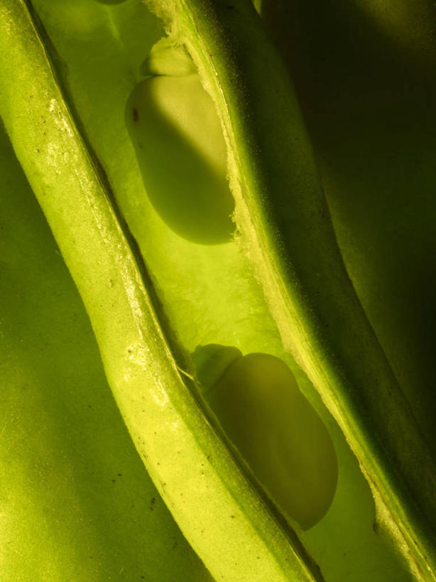 无人,竖图,俯视,室内,特写,白天,植物,豆,蔬菜,阴影,朦胧,模糊,新鲜,反射,影子,豆类,豆子,食品,食物,摄影,有机食品,绿色食品,影棚,豆科,青大豆,青豆,彩图,高角度拍摄,影棚拍摄,拍摄