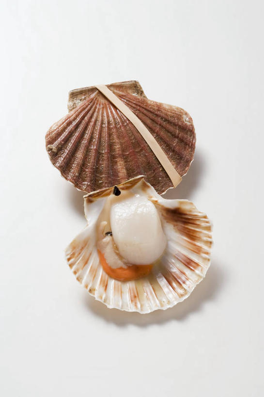 海鲜,无人,竖图,俯视,室内,特写,白天,白色背景,餐桌,桌子,阴影,反射,影子,扇贝,水产,海洋生物,一个,摄影,影棚,单个,餐台,海扇,水生动物,海产品,水生物,海底动物,彩图,高角度拍摄,影棚拍摄,拍摄