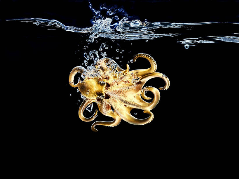 无人,横图,室内,特写,白天,正面,水,章鱼,一条,阴影,飞溅,黑色背景,溅,反射,液体,影子,水滴,水珠,摄影,影棚,石吸,死牛,望潮,坐蛸,喷洒,石居,八爪鱼,彩图,全身,影棚拍摄,拍摄