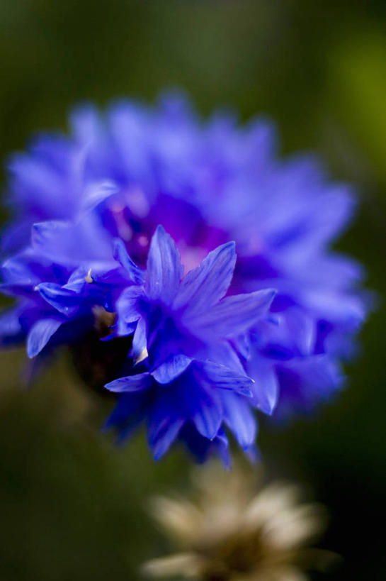 无人,竖图,俯视,室外,特写,白天,幸福,美景,叶子,朦胧,模糊,盛开,景观,绿叶,花蕾,花,花瓣,花朵,鲜花,一朵,蓝色,自然,花苞,花蕊,嫩叶,菊花,景色,优雅,纤细,自然风光,矢车菊,忠诚,再生,蓝芙蓉,荔枝菊,思念,热爱,叶,叶片,彩图,高角度拍摄