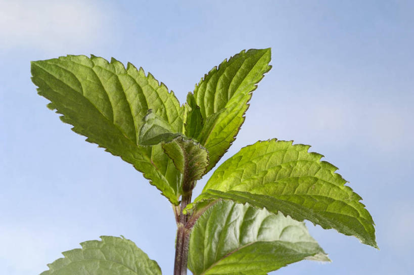 无人,横图,室外,特写,白天,仰视,叶子,阴影,光线,影子,云,云朵,薄荷,绿叶,银丹草,云彩,蓝色,绿色,白云,蓝天,天空,阳光,天,嫩叶,晴朗,斑叶凤梨薄荷,夜息香,胡椒薄荷,叶,叶片,晴空,彩图,低角度拍摄