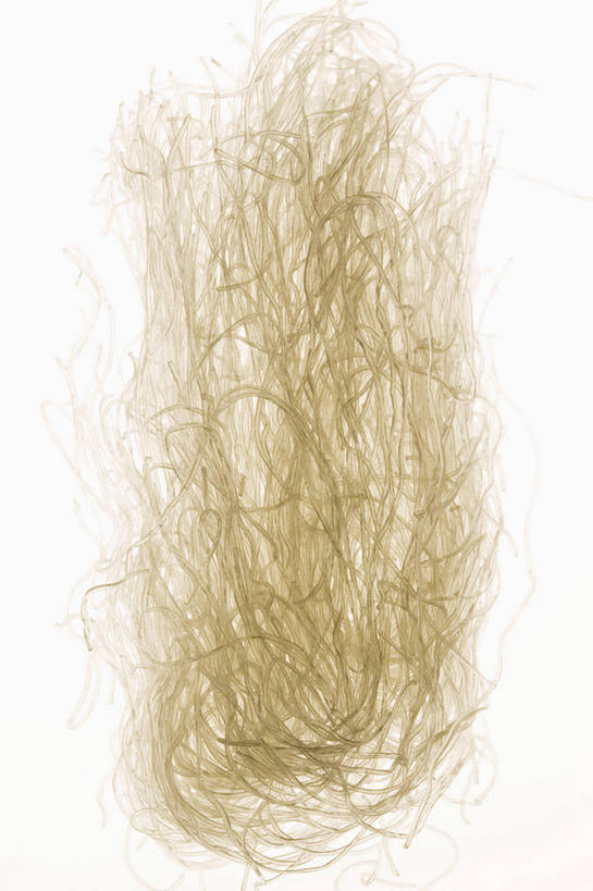 面食,面条,无人,竖图,俯视,室内,特写,白天,白色背景,餐桌,桌子,许多,阴影,反射,影子,面,很多,摄影,影棚,餐台,彩图,高角度拍摄,影棚拍摄,拍摄