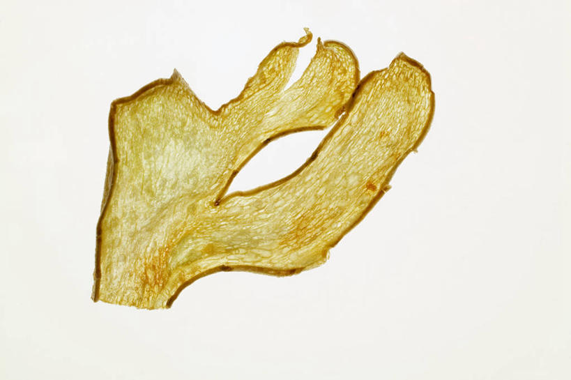 无人,横图,俯视,室内,特写,白天,白色背景,餐桌,桌子,姜,一片,切开,阴影,反射,影子,黄色,切,摄影,影棚,餐台,止咳,剖面,切面,止痛,解毒,发汗,温肺,温胃,行气,止呕,百辣云,生姜,老姜,彩图,高角度拍摄,影棚拍摄,拍摄,散寒