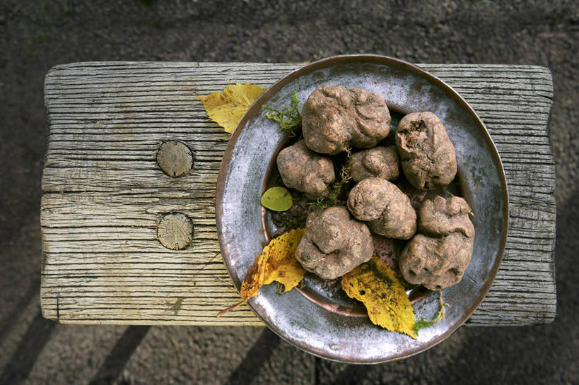 无人,横图,俯视,室内,特写,白天,桌面,桌子,蔬菜,餐具,叶子,阴影,新鲜,反射,木制,碟子,盘,影子,菌菇,调料,食品,枯叶,落叶,调味品,松露,调味料,菌类,食物,一个,盘子,木制品,碟,食用菌,有机食品,绿色食品,单个,白松露,叶,叶片,彩图,高角度拍摄