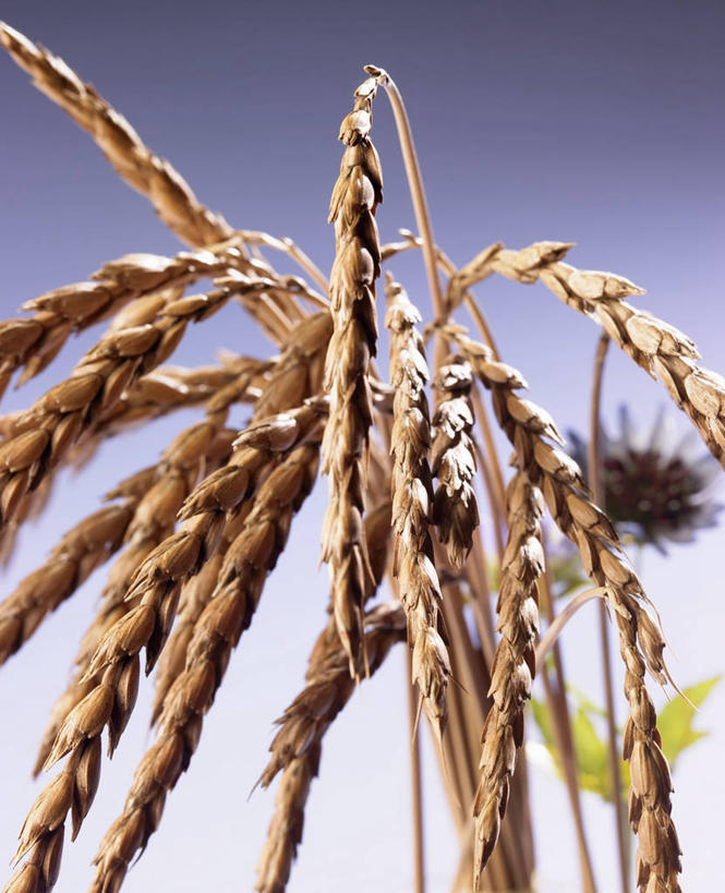 无人,农田,竖图,室外,特写,白天,仰视,庄稼,农作物,小麦,阴影,光线,影子,谷物,麦田,蓝色,蓝天,天空,阳光,天,麦子,晴朗,万里无云,斯佩尔特小麦,晴空,晴空万里,彩图,低角度拍摄,耕地,庄稼田