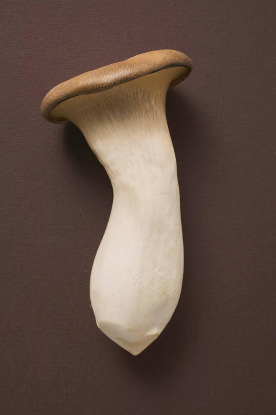 无人,竖图,俯视,室内,特写,白天,桌面,桌子,蔬菜,阴影,棕色背景,新鲜,反射,木制,影子,菌菇,蘑菇,食品,菌类,中药,食物,一个,木制品,食用菌,摄影,有机食品,绿色食品,影棚,单个,药材,牛肝菌,中药材,美味牛肝菌,大脚菇,彩图,高角度拍摄,影棚拍摄,拍摄