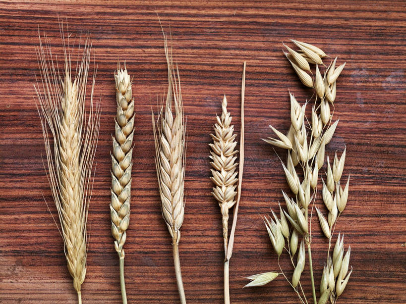 无人,横图,俯视,室内,特写,白天,农作物,小麦,桌面,桌子,一排,阴影,整齐,反射,木制,影子,谷物,燕麦,排列,黄色,木制品,麦子,队列,玉麦,铃铛麦,裸燕麦,雀麦,野麦,莜麦,彩图,高角度拍摄