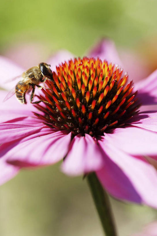 无人,竖图,室外,特写,白天,正面,美景,蜜蜂,阴影,朦胧,模糊,盛开,光线,昆虫,影子,景观,花蕾,停留,花,花瓣,花朵,鲜花,一朵,一只,粉色,阳光,自然,动物,花苞,花蕊,景色,松果菊,停止,自然风光,紫锥花,采蜜,益虫,紫锥菊,放弃,懈怠,逗留,停顿,彩图,全身