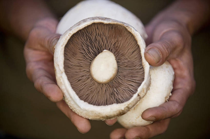 西方人,手,一个人,捧,横图,俯视,室内,特写,白天,蔬菜,欧洲,欧洲人,双手,仅一个男性,仅一个人,仅一个中年男性,朦胧,模糊,新鲜,菌菇,蘑菇,食品,菌类,食物,三个,手部,食用菌,有机食品,绿色食品,男人,男性,中年男性,白种人,端,端着,捧着,手捧,半身,彩图,高角度拍摄