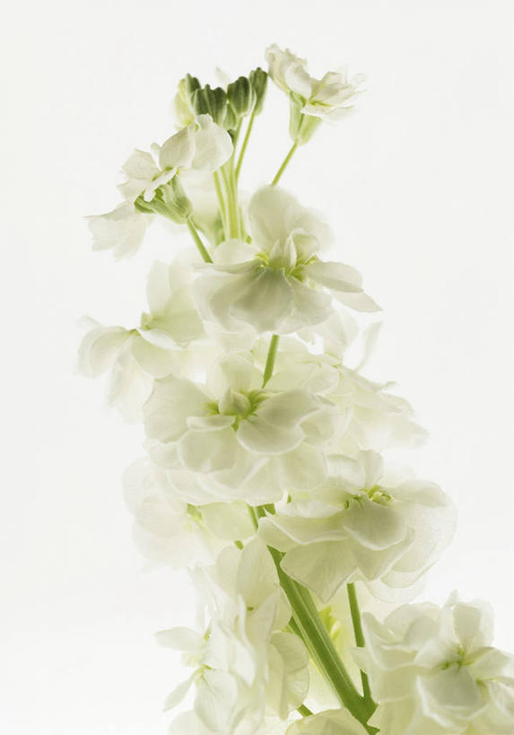 无人,竖图,俯视,室内,特写,白天,白色背景,餐桌,桌子,阴影,装饰,盛开,反射,影子,花蕾,花,花瓣,花朵,鲜花,白色,花苞,花蕊,摄影,影棚,餐台,华丽,修饰,点缀,衬托,美观,雅致,雅观,彩图,高角度拍摄,影棚拍摄,拍摄