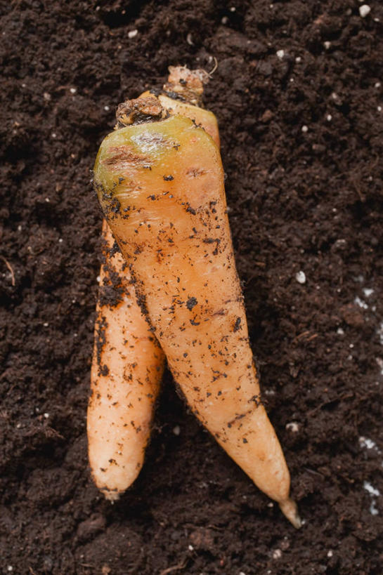 无人,竖图,俯视,室外,特写,白天,萝卜,胡萝卜,蔬菜,两根,一堆,堆叠,堆积,新鲜,泥土,土壤,食品,食物,橙色,有机食品,绿色食品,堆,红萝卜,甘荀,彩图,高角度拍摄