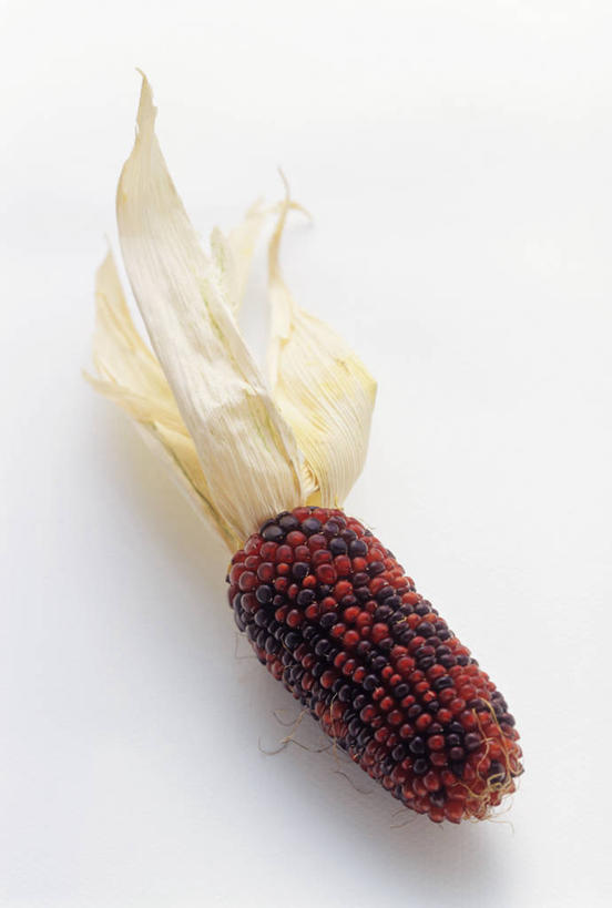 无人,竖图,俯视,室内,特写,白天,白色背景,玉米,餐桌,桌子,蔬菜,一根,阴影,新鲜,反射,棒子,影子,玉蜀黍,食品,食物,红色,摄影,有机食品,绿色食品,影棚,餐台,苞米,苞芦,苞谷,包谷,大蜀黍,番麦,薏米包,玉高粱,玉麦,珍珠米,彩图,高角度拍摄,影棚拍摄,拍摄