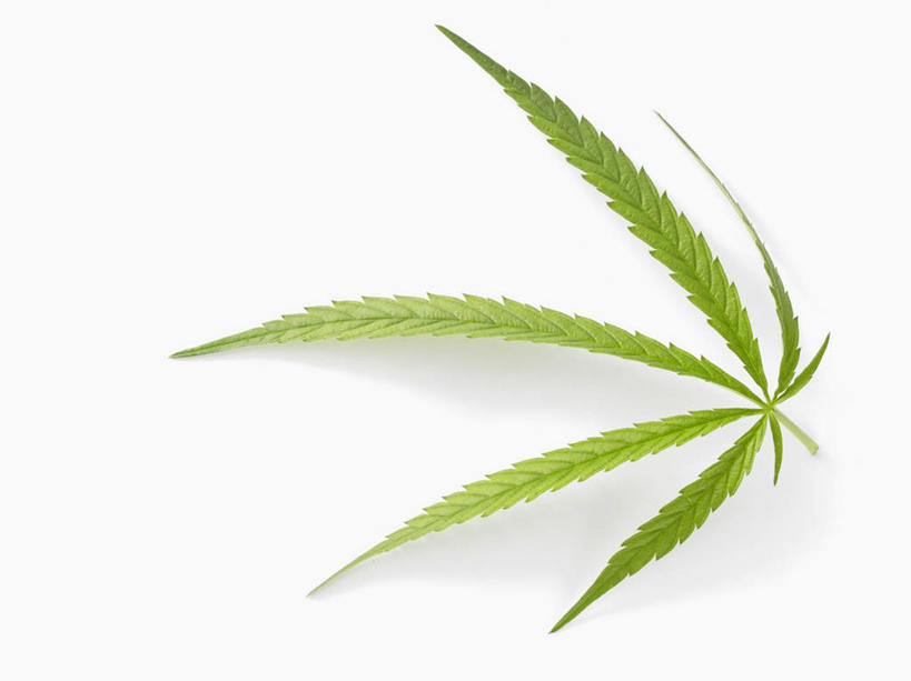 无人,横图,俯视,室内,特写,白天,白色背景,植物,餐桌,桌子,叶子,阴影,反射,纹理,影子,绿叶,亚麻,绿色,嫩叶,摄影,影棚,餐台,肌理,胡麻,纤维作物,油料作物,叶,叶片,叶脉,彩图,高角度拍摄,影棚拍摄,拍摄