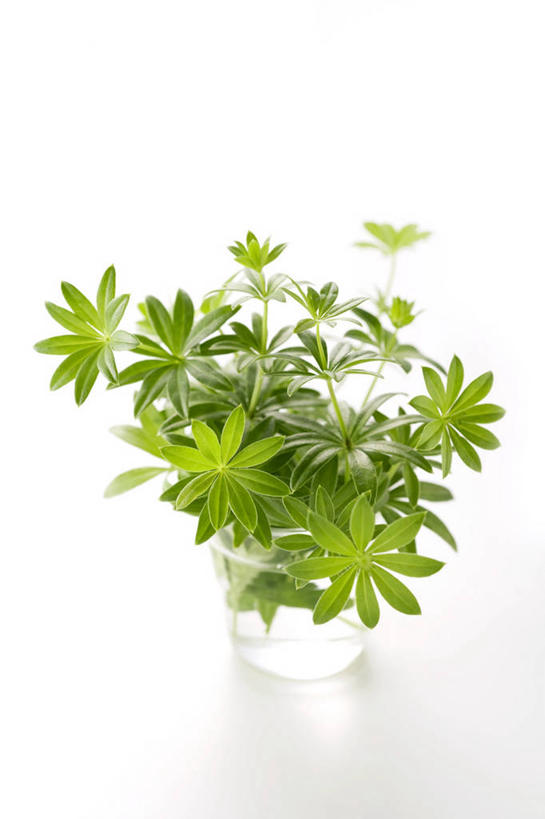 无人,竖图,俯视,室内,特写,白天,白色背景,植物,餐桌,桌子,杯子,叶子,阴影,反射,纹理,影子,绿叶,草药,药草,中药,玻璃制品,一个,绿色,水杯,嫩叶,摄影,影棚,单个,餐台,药材,中草药,车叶草,中药材,本草,活血丹,肌理,茜草,血见愁,地苏木,血茜草,叶,叶片,叶脉,玻璃杯,彩图,高角度拍摄,影棚拍摄,拍摄