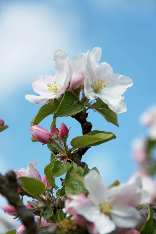无人,竖图,室外,白天,仰视,美景,植物,阴影,朦胧,模糊,美白,盛开,光线,影子,景观,云,云朵,枝条,花蕾,云彩,花,花瓣,花朵,鲜花,树,树木,树枝,蓝色,白云,蓝天,天空,阳光,自然,天,花苞,花蕊,景色,清热,晴朗,清香,自然风光,苹果花,陷阱,解毒,明目,虬枝,枝杈,晴空,彩图,低角度拍摄