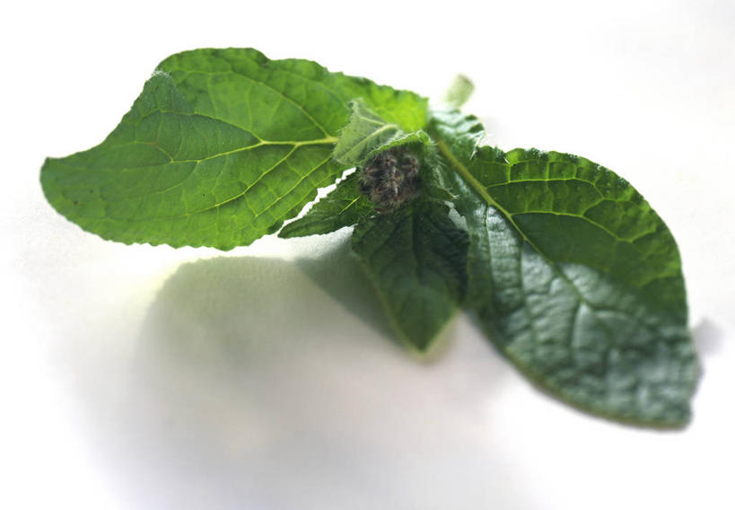 无人,横图,俯视,室内,特写,白天,白色背景,植物,餐桌,桌子,叶子,阴影,反射,纹理,影子,绿叶,草药,药草,中药,一个,绿色,嫩叶,摄影,影棚,单个,餐台,药材,中草药,琉璃苣,中药材,本草,肌理,茈草,鸦衔草,紫草,紫丹,叶,叶片,叶脉,彩图,高角度拍摄,影棚拍摄,拍摄