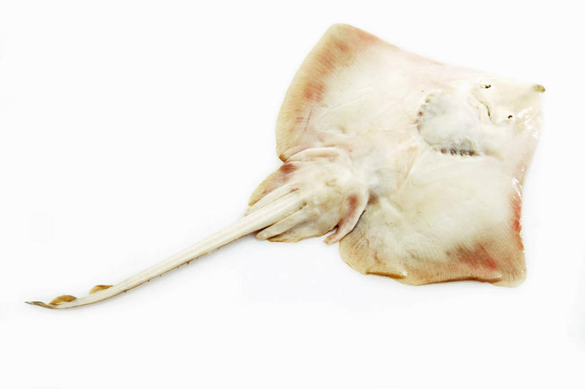 海鲜,无人,横图,俯视,室内,特写,白天,白色背景,一条,阴影,反射,鱼,影子,水产,鱼类,海洋生物,白色,摄影,影棚,水生动物,海产品,水生物,海底动物,魟鱼,魔鬼鱼,蝠鲼,彩图,高角度拍摄,全身,影棚拍摄,拍摄