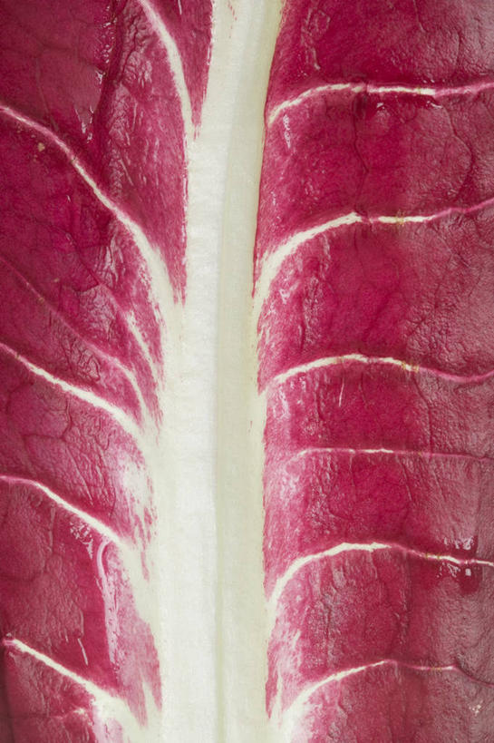 无人,竖图,俯视,室内,特写,白天,蔬菜,椰菜,卷心菜,叶子,阴影,新鲜,反射,纹路,纹理,影子,紫甘蓝,食品,紫包菜,食物,紫色,赤甘蓝,甘蓝,摄影,有机食品,绿色食品,影棚,紫椰菜,肌理,紫圆白菜,叶,叶片,结球甘蓝,红甘蓝,甘兰,包心菜,彩图,高角度拍摄,影棚拍摄,拍摄