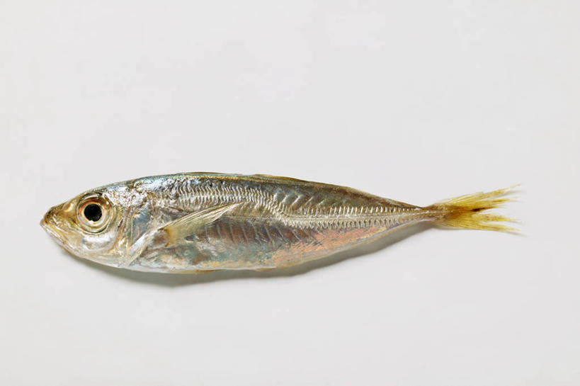 无人,横图,俯视,室内,特写,白天,白色背景,桌面,桌子,一条,阴影,反射,木制,鱼,影子,鱼类,木制品,摄影,影棚,死亡,凤尾鱼,殒命,灭亡,凤鲚,鲚鱼,彩图,高角度拍摄,影棚拍摄,拍摄